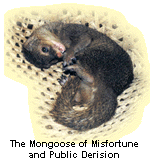 The Mongoose of Misfortune
and Public Derision