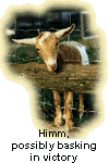 Goat of great consequence
